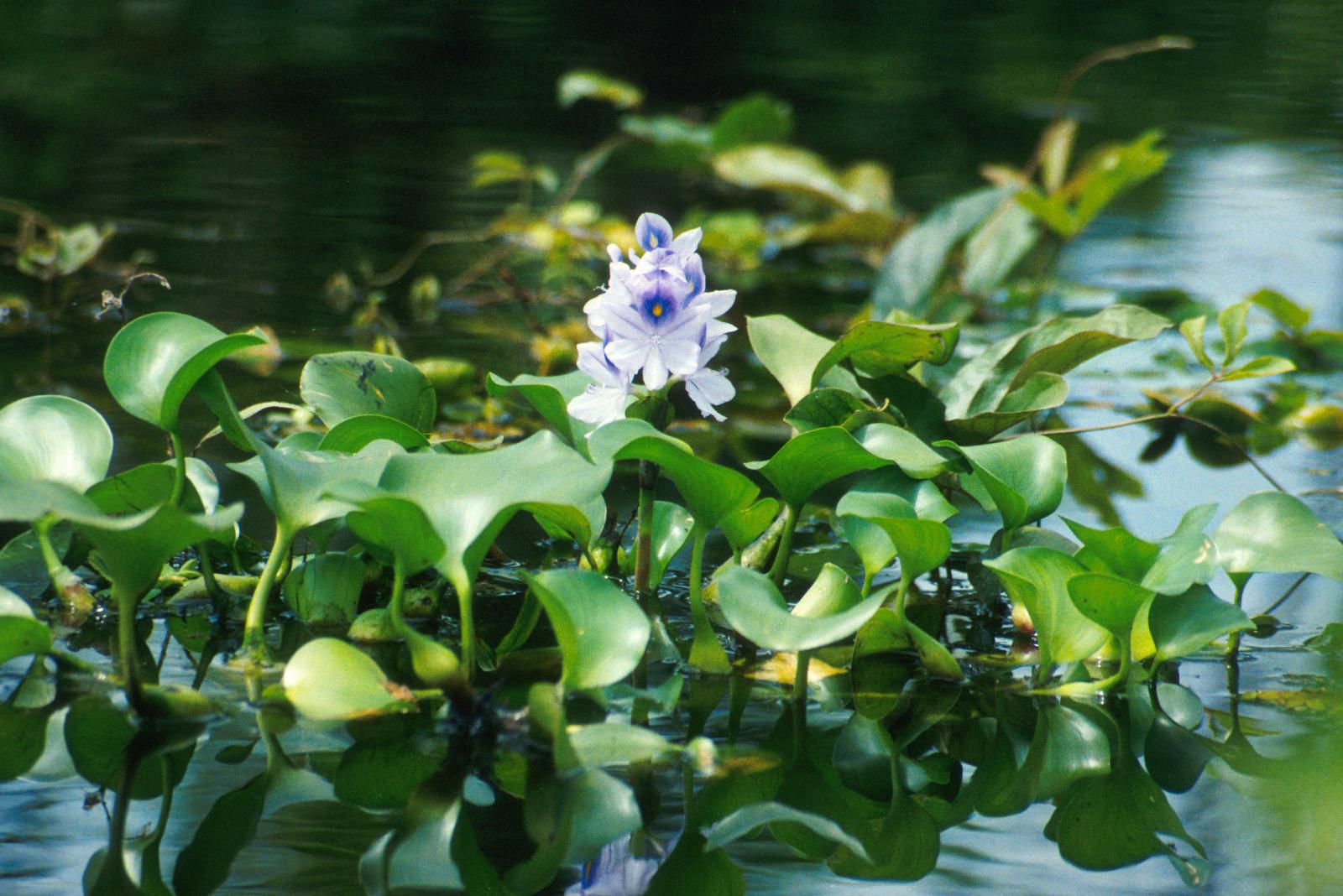 What Is The Pontederia Crassipes / Common water hyacinth (KochuriPana-কচুরিপানা )?