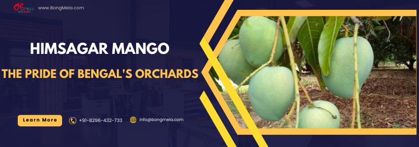Himsagar Mango- The Pride of Bengal's Orchards