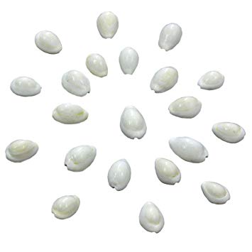 Natural Kauri / Kawdi / Kaudi / Kowdi / Cowrie / Koudi Shells, White - Set of 22 Pieces