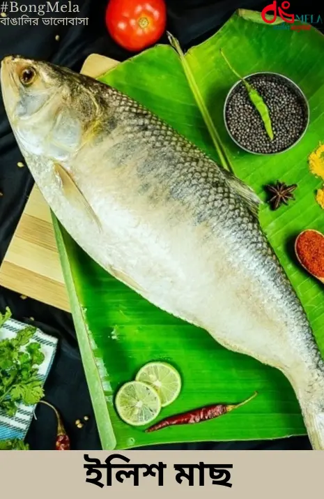 Kolkata/Bengali Hilsa Fish (Ilish Maach) Cut and Cleaned - 1 KG